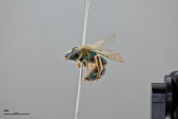 Media type: image;   Entomology 592583 Aspect: habitus lateral view